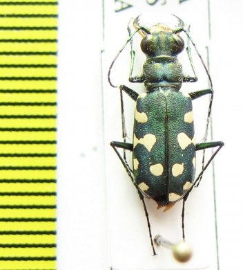 Calomera littoralis peipingensis  Russia, Tuva reg. - INSECTS-STORE.RU