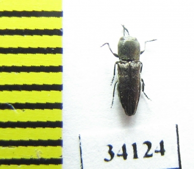 Anthaxia abdita  Oman - INSECTS-STORE.RU