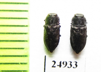 Anthaxia sp.  Mexico - INSECTS-STORE.RU