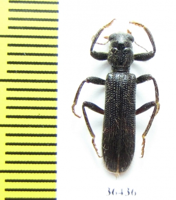 Cleridae sp.  Namibia - INSECTS-STORE.RU