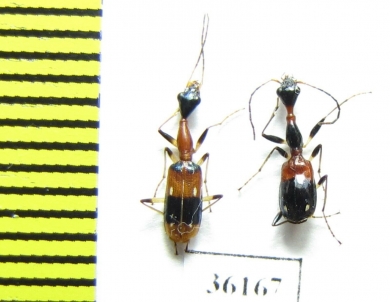Carabidae sp.  Thailand - INSECTS-STORE.RU