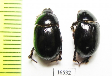 Hybosoridae sp.  Namibia - INSECTS-STORE.RU