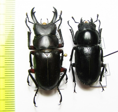 Hemisodorcus rubrofemoratus, pair  Russia, Far East - INSECTS-STORE.RU