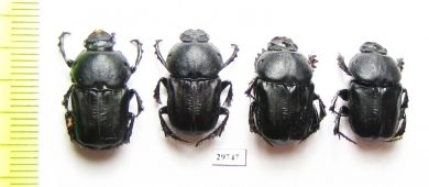 Chironitis haroldi, pair  Uzbekistan - INSECTS-STORE.RU