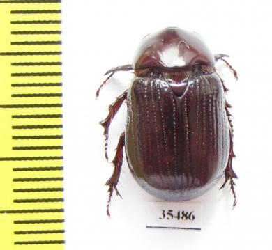 Dynastinae sp.  Mexico - INSECTS-STORE.RU