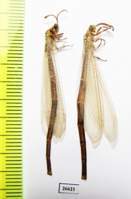 Myrmeleontidae sp.  Tajikistan - INSECTS-STORE.RU