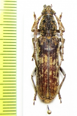 Rhytidodera integra  Malaysia, Borneo - INSECTS-STORE.RU