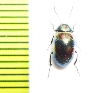 Amarygmus tenellus  Malaysia, Borneo - INSECTS-STORE.RU