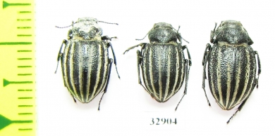 Platyope leucogramma  Russia, Astrakhan reg. - INSECTS-STORE.RU