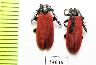 Lycidae sp.  Japan - INSECTS-STORE.RU