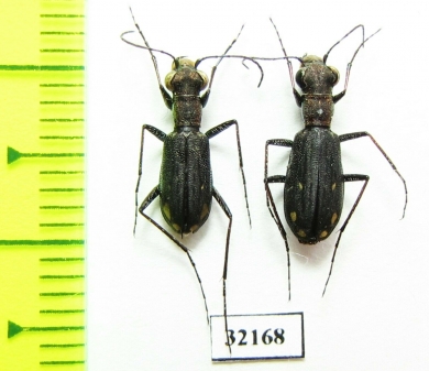 Cicindela ? angusticollis, pair  South Africa Rep. - INSECTS-STORE.RU