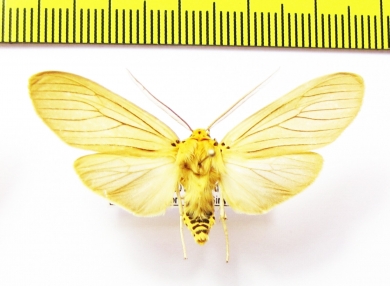 Erebidae sp.  Honduras - INSECTS-STORE.RU