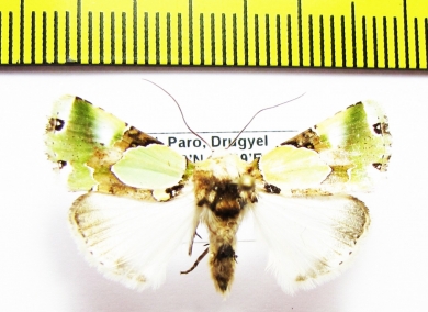 Noctuidae sp.  Bhutan - INSECTS-STORE.RU