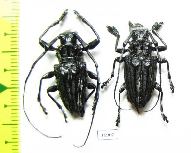 Cerambycidae sp., pair  Peru - INSECTS-STORE.RU