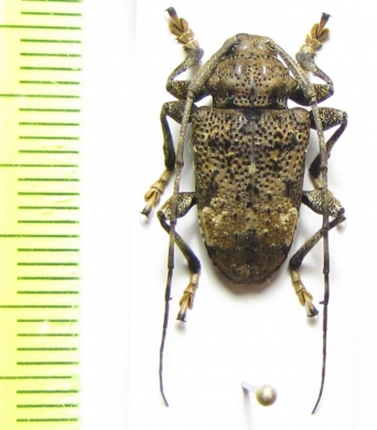 Lagocheirus plantaris  Peru - INSECTS-STORE.RU