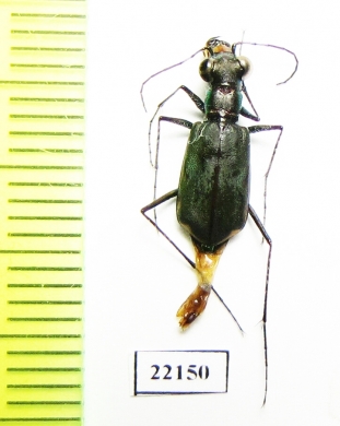 Cicindelinae sp.  Australia - INSECTS-STORE.RU