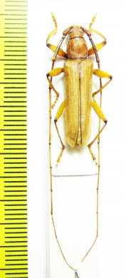Cerambycidae sp.  Bolivia - INSECTS-STORE.RU