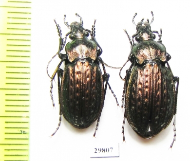 Carabus (Eucarabus) italicus, pair  Italy - INSECTS-STORE.RU