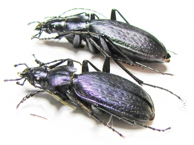 Carabus (Archiplectes) protensus protensus, pair  Georgia - INSECTS-STORE.RU