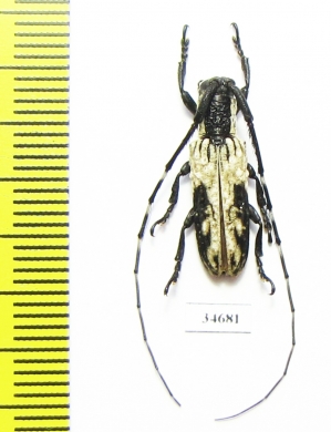 Cerambycidae sp.  China, Guangxi prov. - INSECTS-STORE.RU