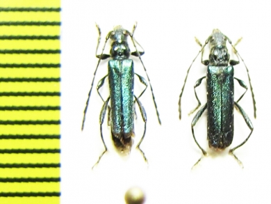 Callimus angulatus  Azerbaijan - INSECTS-STORE.RU