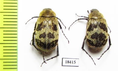 Melolonthinae sp.  Panama - INSECTS-STORE.RU