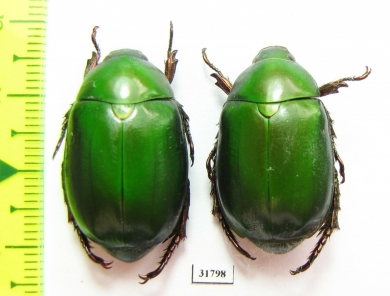 Rutelinae sp.  Laos - INSECTS-STORE.RU