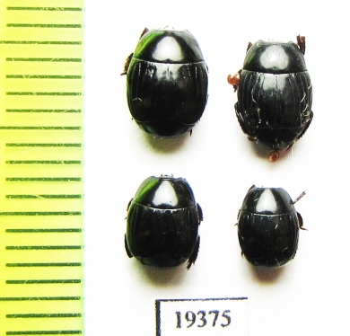 Hister sp.  Argentina - INSECTS-STORE.RU