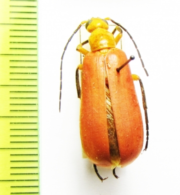 Meloidae sp.  Guinee - INSECTS-STORE.RU