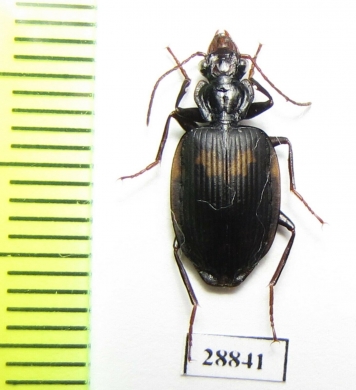 Carabidae sp.  Madagascar - INSECTS-STORE.RU