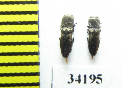 Anthaxia abdita  Oman - INSECTS-STORE.RU