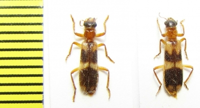 Cleridae sp.  Namibia - INSECTS-STORE.RU