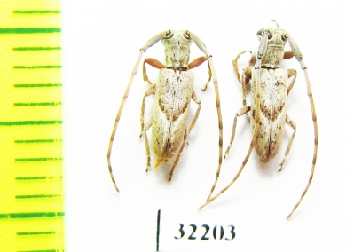 Cerambycidae sp.  South Africa Rep. - INSECTS-STORE.RU