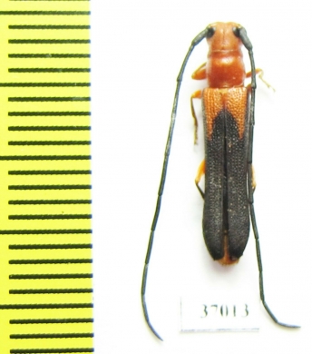 Cerambycidae sp.  South Africa Rep. - INSECTS-STORE.RU