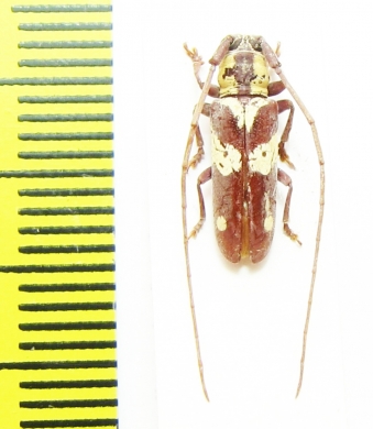 Prosopocera sp.  Malawi - INSECTS-STORE.RU