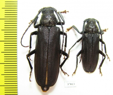 Prioninae sp.  South Africa Rep. - INSECTS-STORE.RU