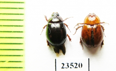 Hybosoridae sp.  Peru - INSECTS-STORE.RU