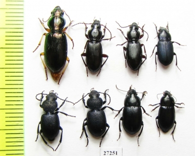 Carabidae sp.  Turkey, Mugla prov. - INSECTS-STORE.RU