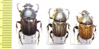 Chironitis pamphilus, pair/C.haroldi  Armenia/Uzbekistan - INSECTS-STORE.RU