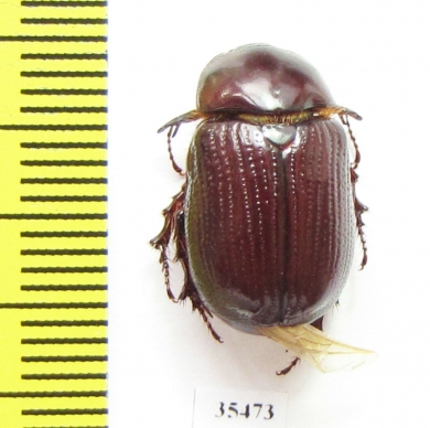 Dynastinae sp.  Mexico - INSECTS-STORE.RU