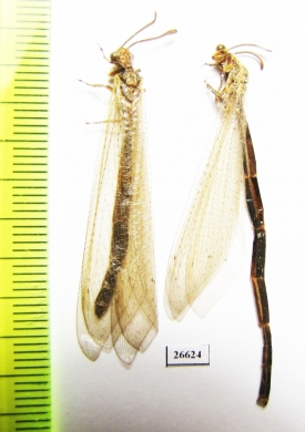 Myrmeleontidae sp.  Tajikistan - INSECTS-STORE.RU