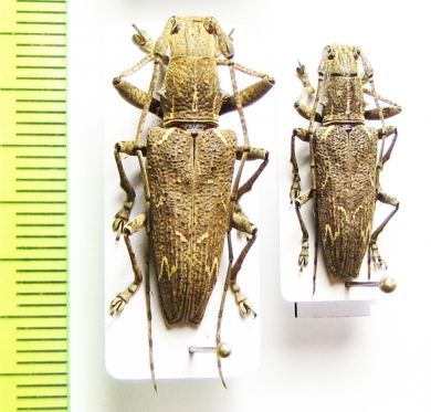 Trachelophora curvicollis, pair  Malaysia - INSECTS-STORE.RU