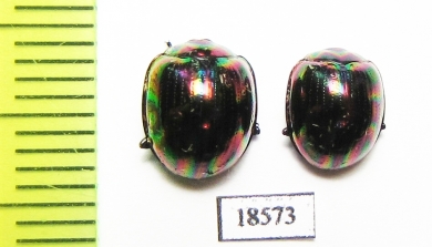 Tenebrionidae sp.  Malaysia, Borneo - INSECTS-STORE.RU