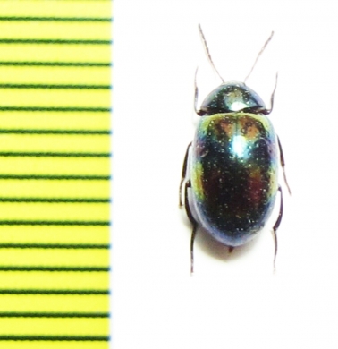 Amarygmus tenellus  Malaysia, Borneo - INSECTS-STORE.RU