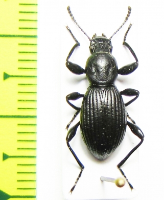 Tenebrionidae sp.  Taiwan - INSECTS-STORE.RU