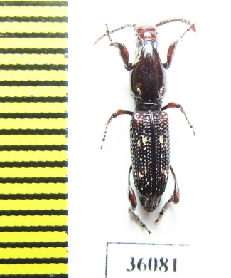 Brentidae sp.  Thailand - INSECTS-STORE.RU