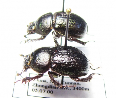 Odontotrypes zhongdianensis  China - INSECTS-STORE.RU