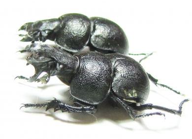Lethrus scoparius, pair  Kazakhstan - INSECTS-STORE.RU