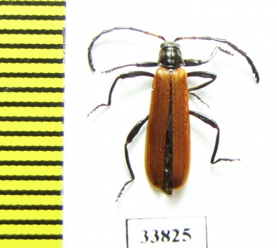 Lycidae sp.  Malaysia, Borneo - INSECTS-STORE.RU