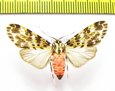 Erebidae sp.  Honduras - INSECTS-STORE.RU